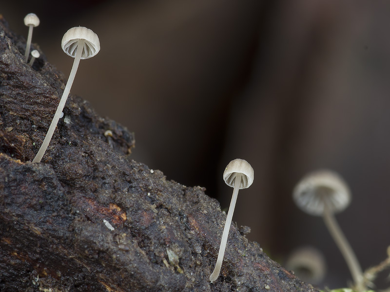 Mycena speirea